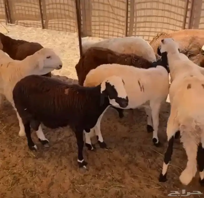 طليان سواكني مرابي 6