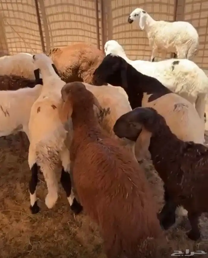 طليان سواكني مرابي 5