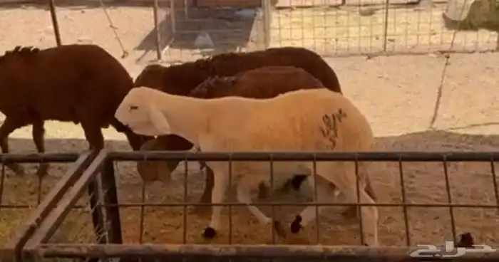 طليان سواكني مرابي 2