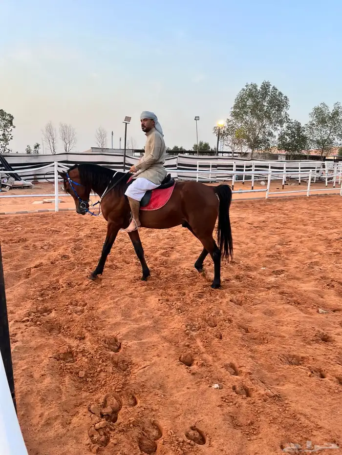 ايواء تدريب عسف خيل 0