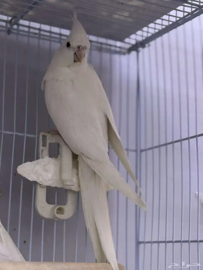 انثى كروان البينو 4