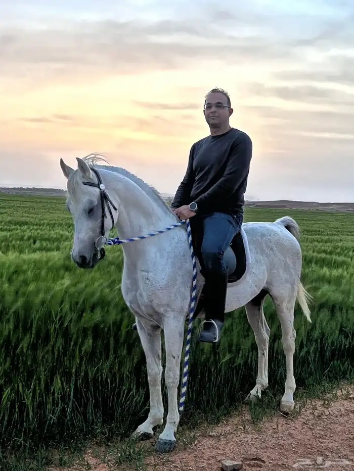 ايواء تدريب عسف خيل 14