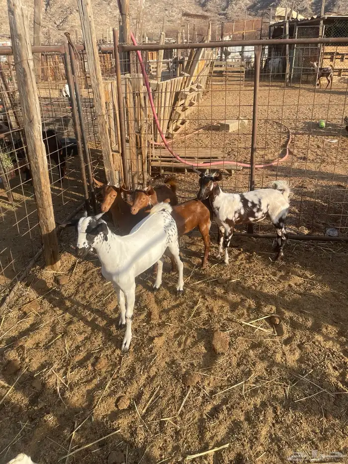 تيوس وجفاز العدد 20 اعمارها 6اشهر تربيه من حلالي 1