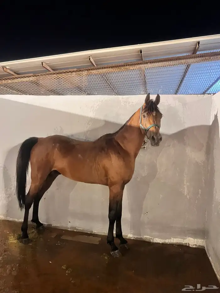 ايواء تدريب عسف خيل 13