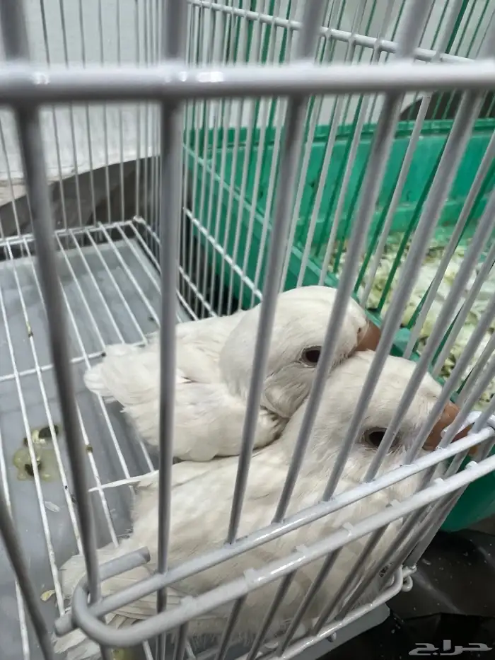 فروخ روز البينو عيون حمر (تم البيع) 1