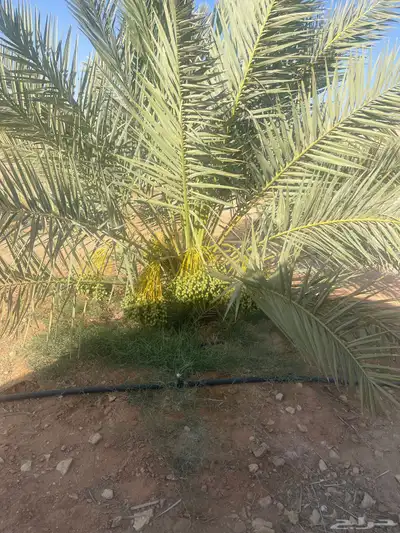 ثمار نخيل لعام 1446 0