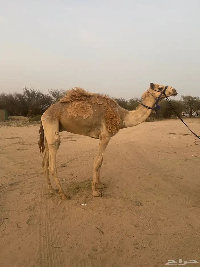 قعود ركبي للبيع 0