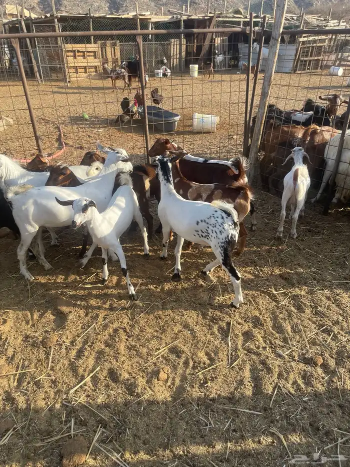 تيوس وجفاز العدد 20 اعمارها 6اشهر تربيه من حلالي 4