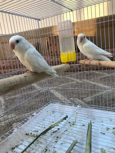 زوج روز البينو منتج للبيع(تم البيع ) 0
