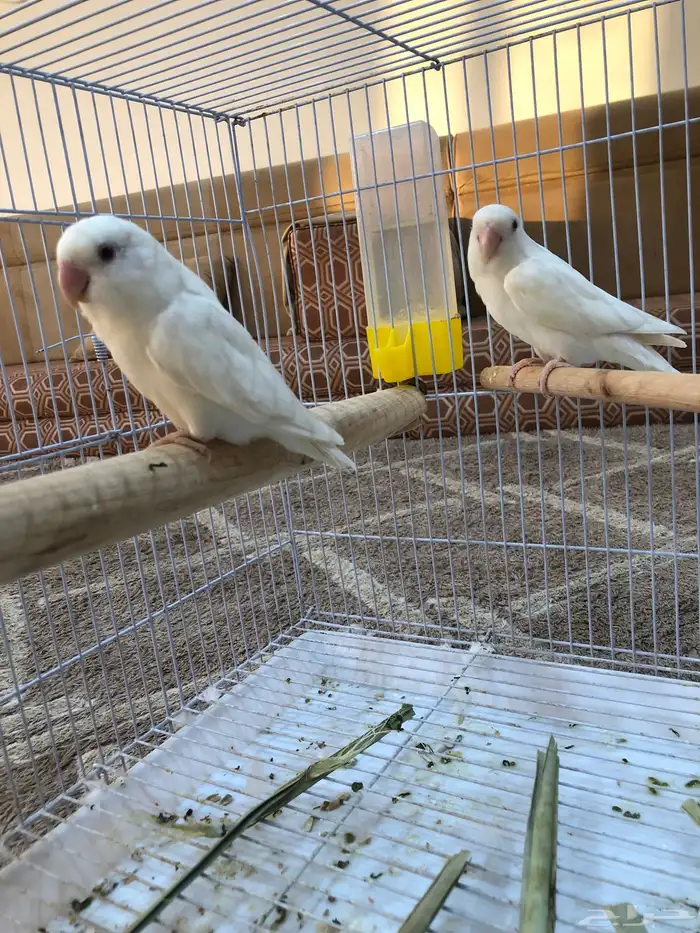 زوج روز البينو منتج للبيع(تم البيع ) 0