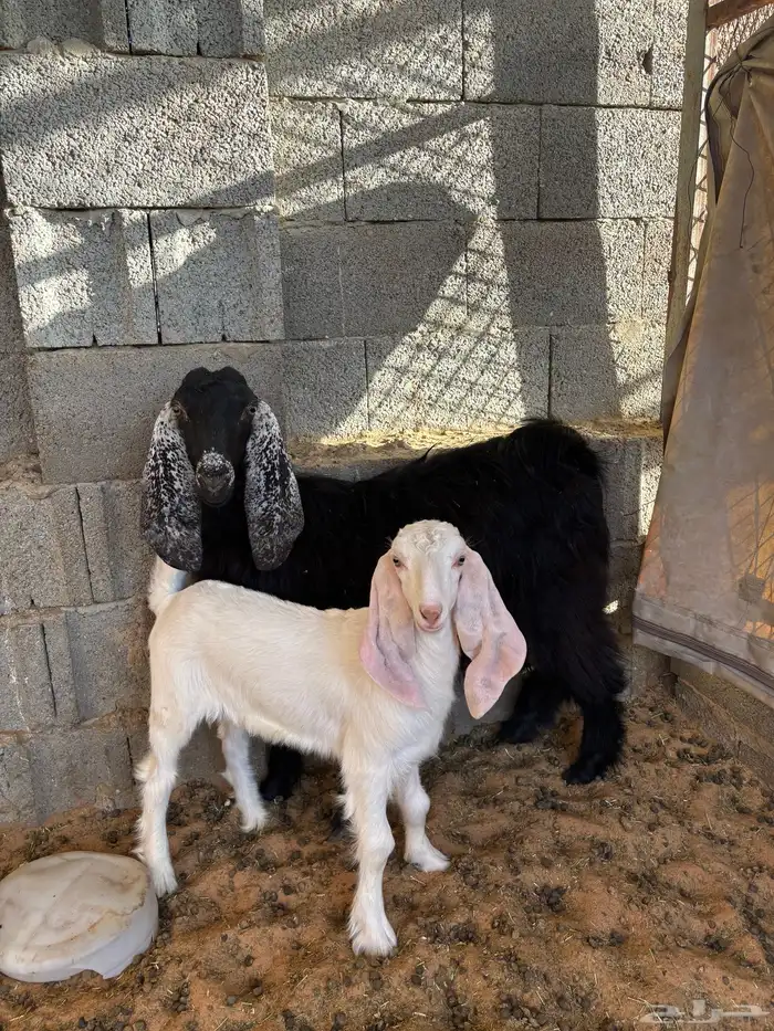 للبيع عنز جذعه 0