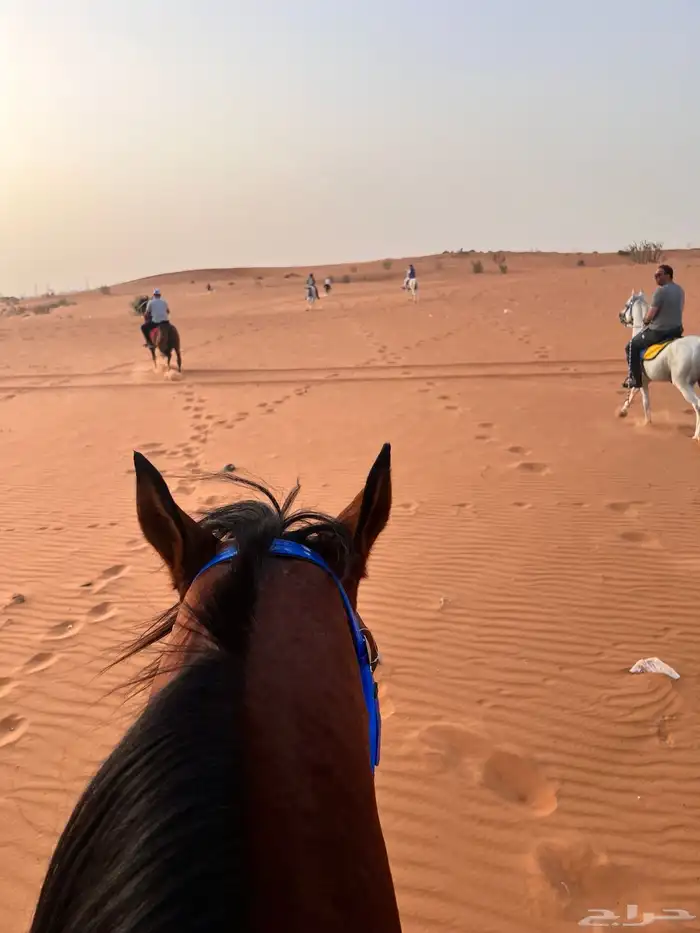 ايواء تدريب عسف خيل 2