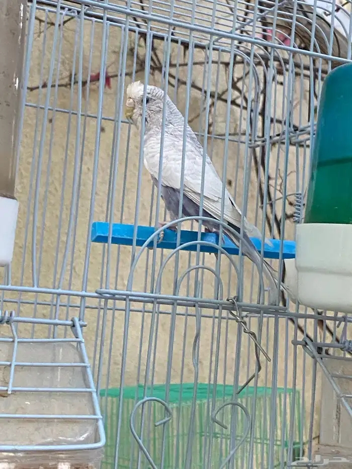 مجموعة طيور حب 2