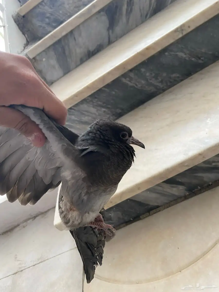 حمام بلدي 5