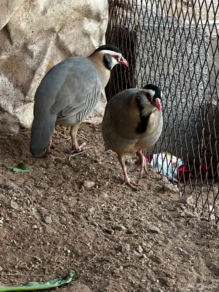 شنير قهد للبيع 1