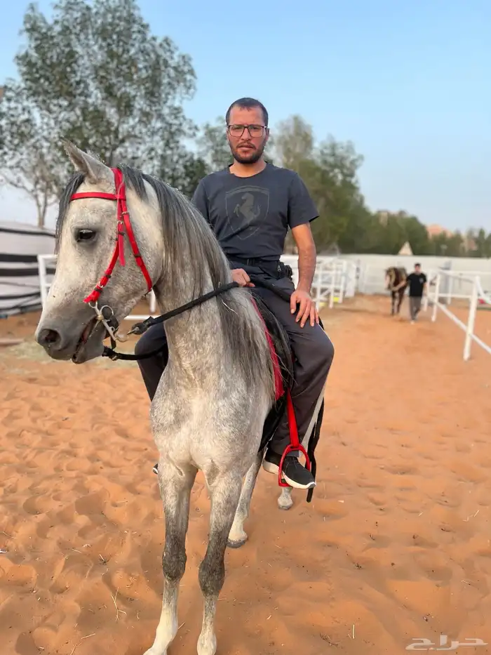 ايواء تدريب عسف خيل 10