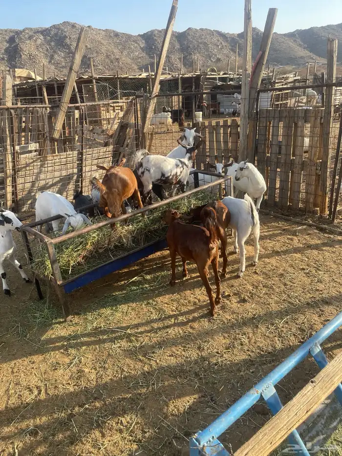 تيوس وجفاز العدد 20 اعمارها 6اشهر تربيه من حلالي 12