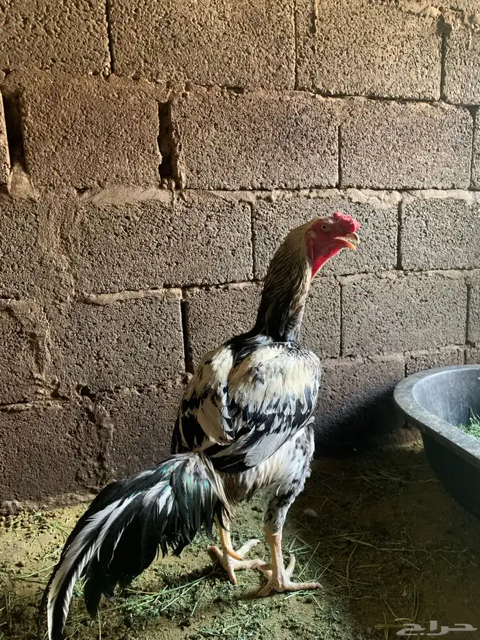 دجاج سندي بيور 1