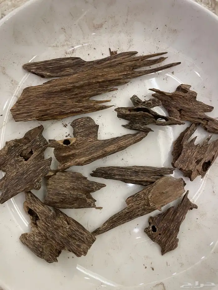 عود طبيعي ومشروط 1