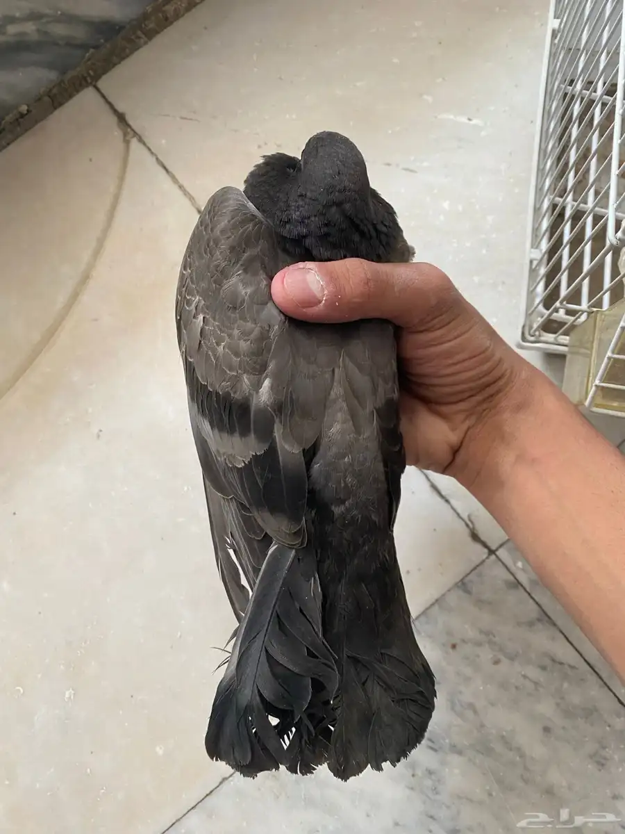حمام بلدي 1