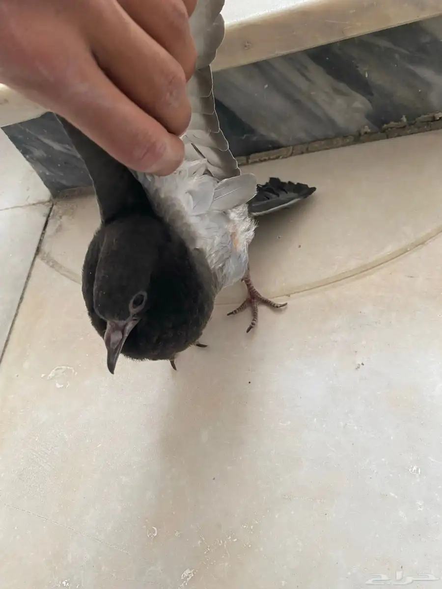 حمام بلدي 4