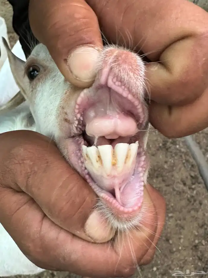 عنز قزميه الموقع تمير 1