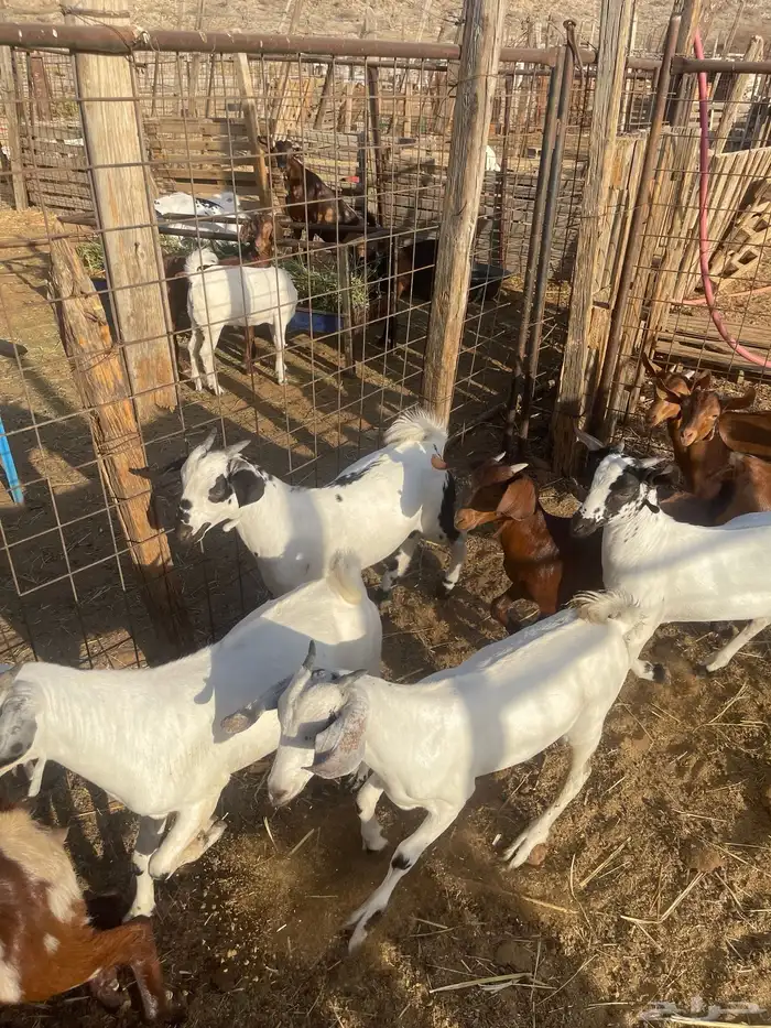 تيوس وجفاز العدد 20 اعمارها 6اشهر تربيه من حلالي 2