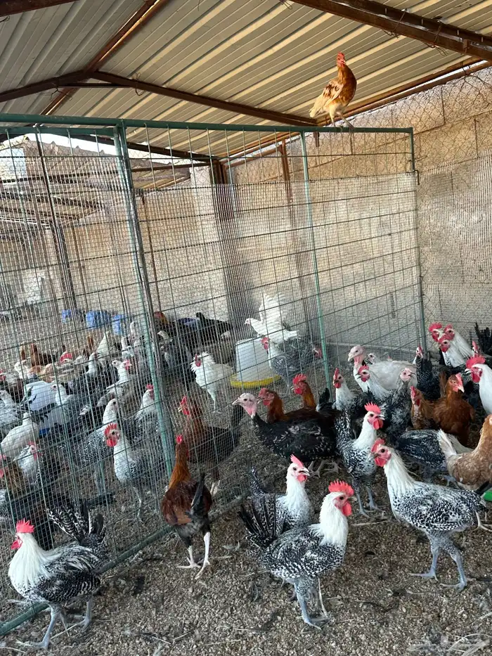 ديكه بلدي وفيوم 6