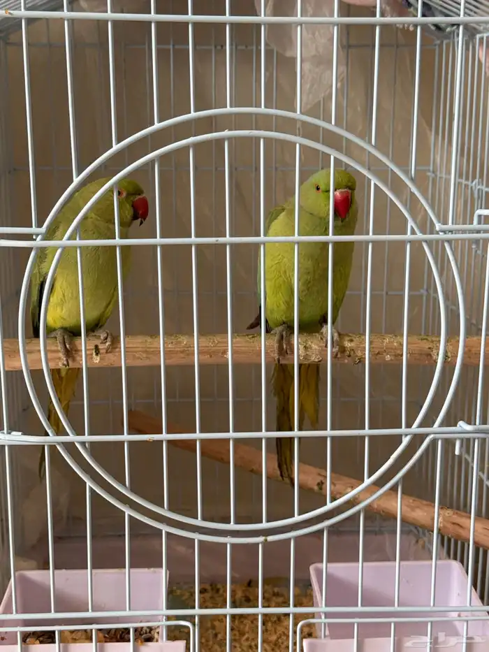 زوج دره البيع 1