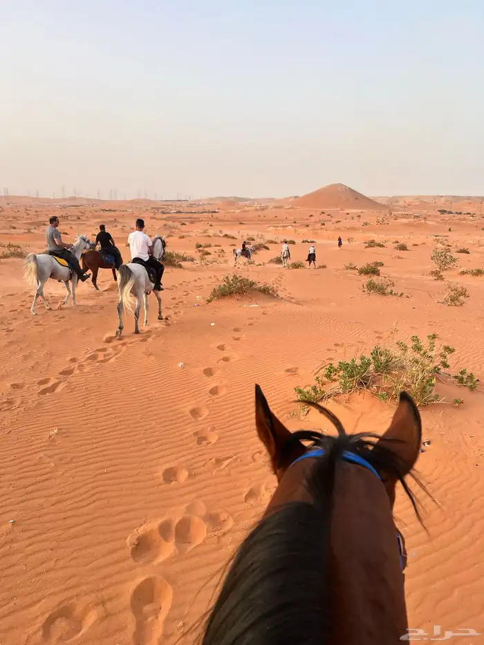 ايواء تدريب عسف خيل 1