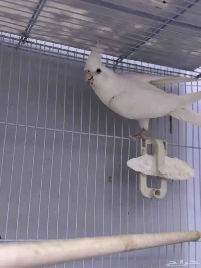 انثى كروان البينو 3