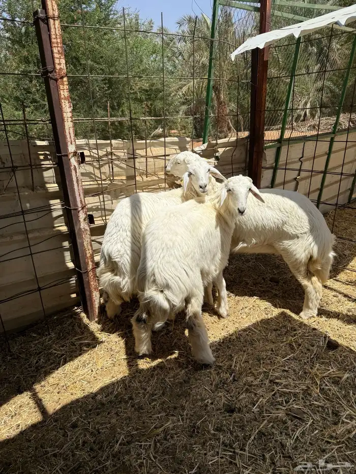 ضحايا 1750 ريال 1