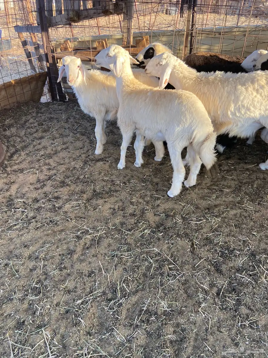 اضاحي طليان ورخال يوجد ذبح وتوصيل. 3