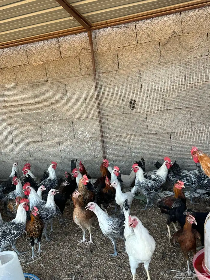 ديكه بلدي وفيوم 2