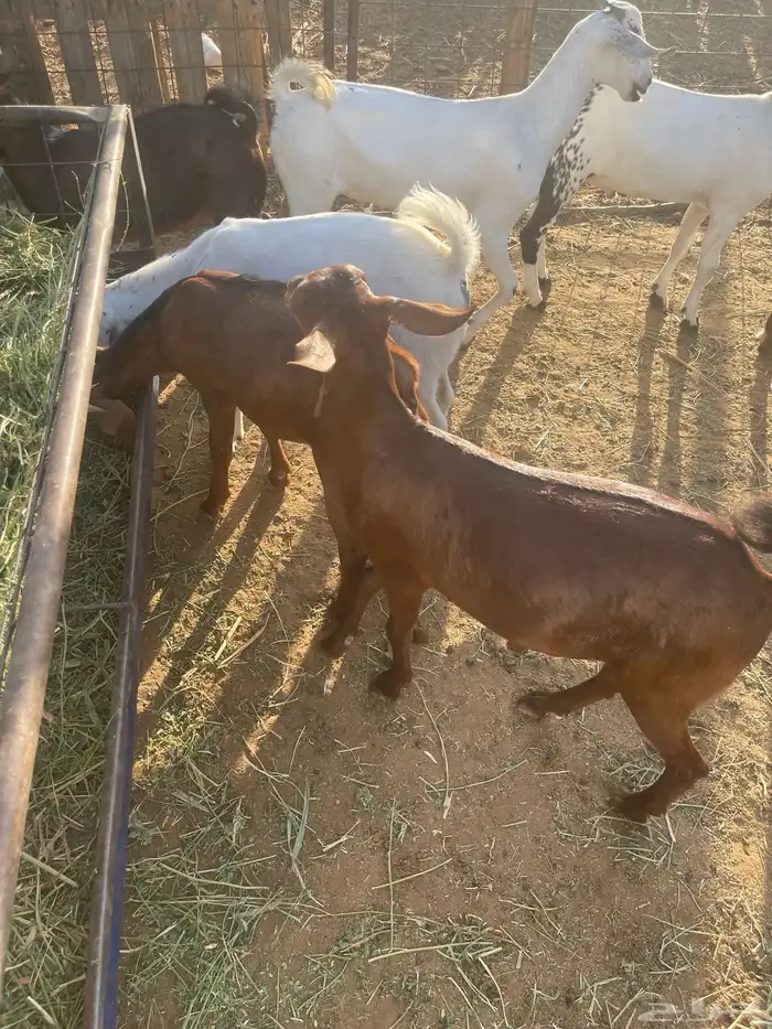 تيوس وجفاز العدد 20 اعمارها 6اشهر تربيه من حلالي 8