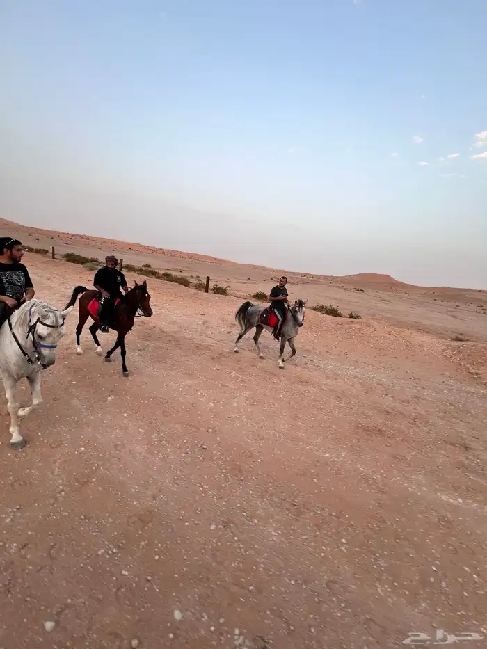 ايواء تدريب عسف خيل 9