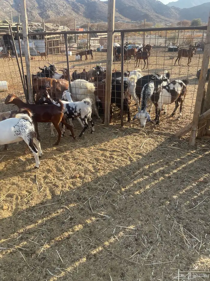 تيوس وجفاز العدد 20 اعمارها 6اشهر تربيه من حلالي 3