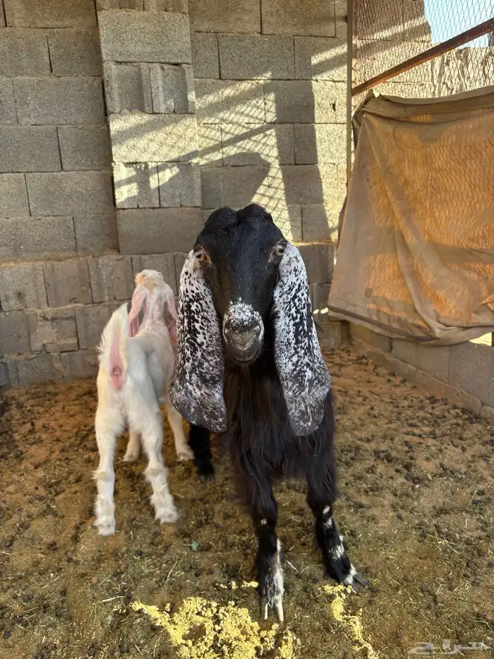 للبيع عنز جذعه 1