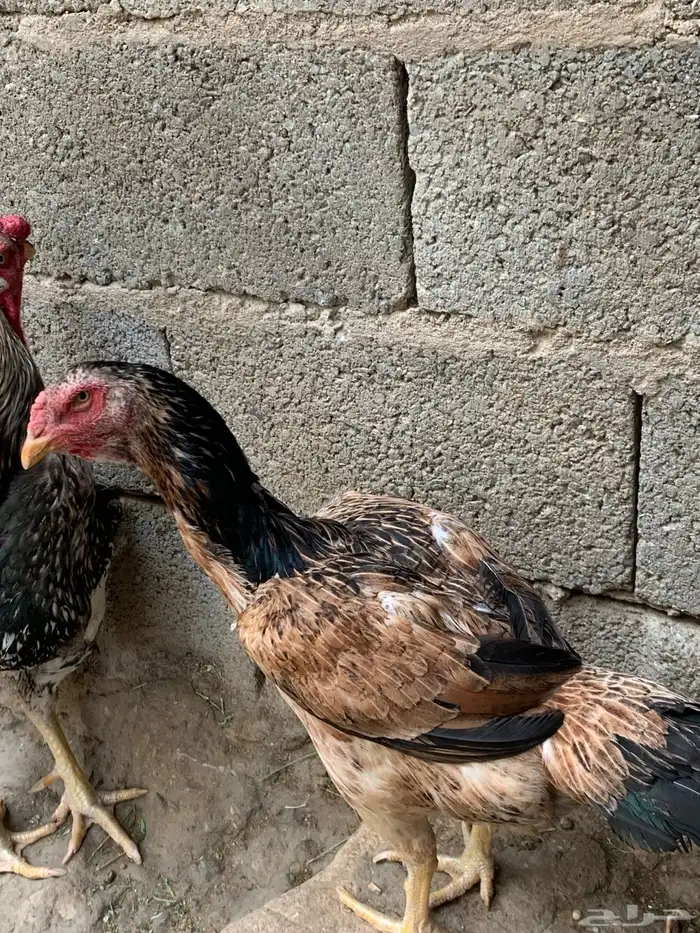 دجاج سندي بيور 2