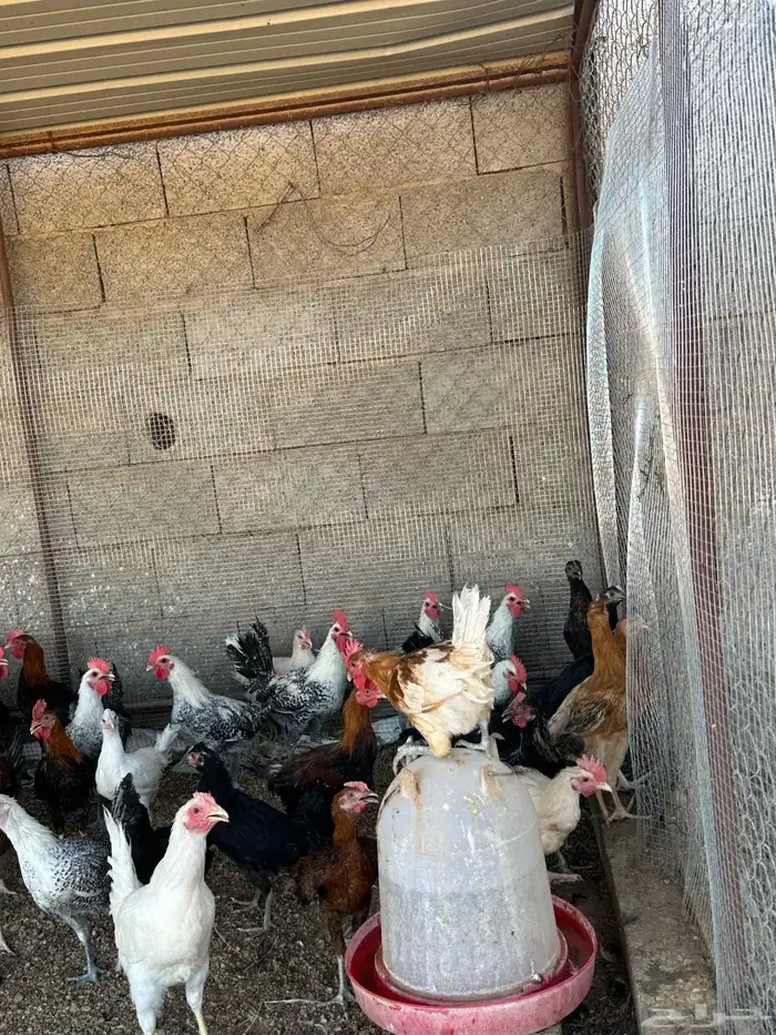 ديكه بلدي وفيوم 0
