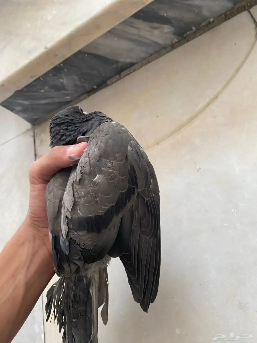 حمام بلدي 2