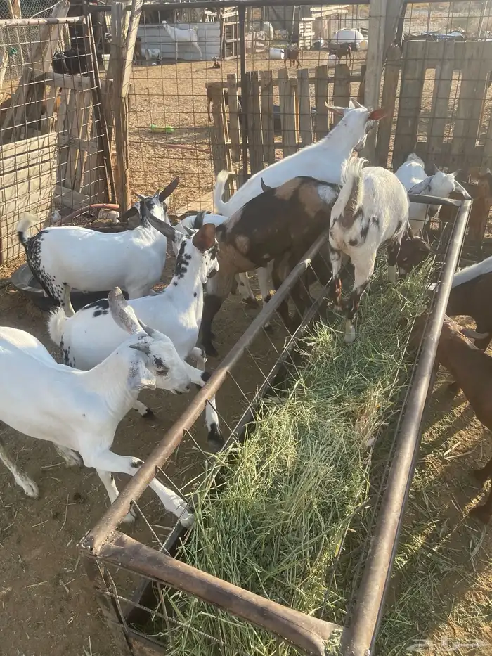 تيوس وجفاز العدد 20 اعمارها 6اشهر تربيه من حلالي 10