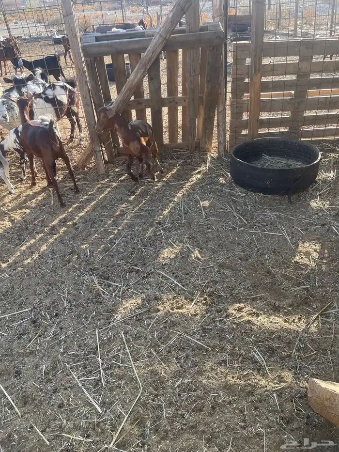 تيوس وجفاز العدد 20 اعمارها 6اشهر تربيه من حلالي 6