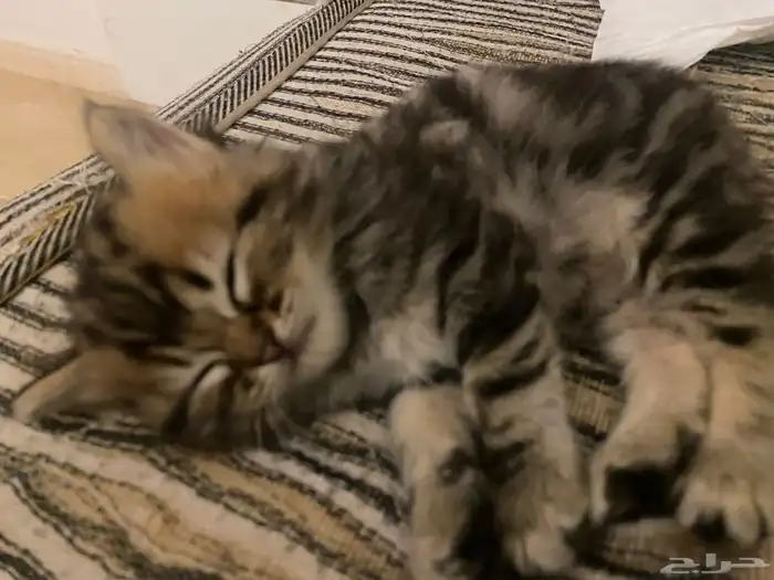 قطتين لتبني 0