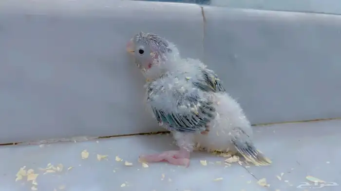 فروخ كنيور بلو شك و بلو ارتكواز 3