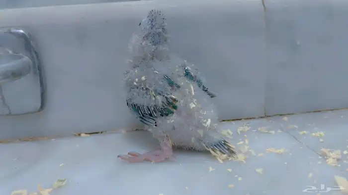 فروخ كنيور بلو شك و بلو ارتكواز 4