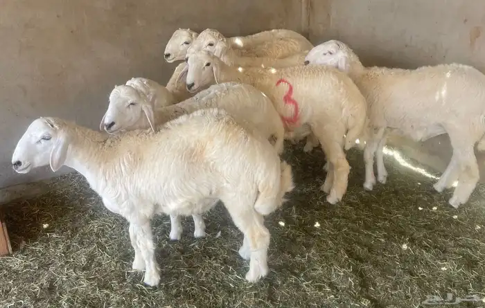 طليان حري اضاحي 1