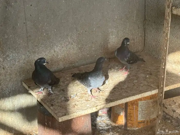 بط مسكوفي وبري وحمام للبيع بالخرج حياكم 3