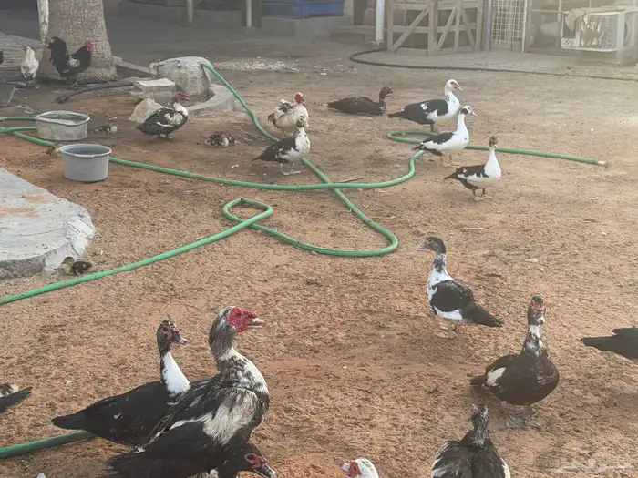 بط مسكوفي وبري وحمام للبيع بالخرج حياكم 8