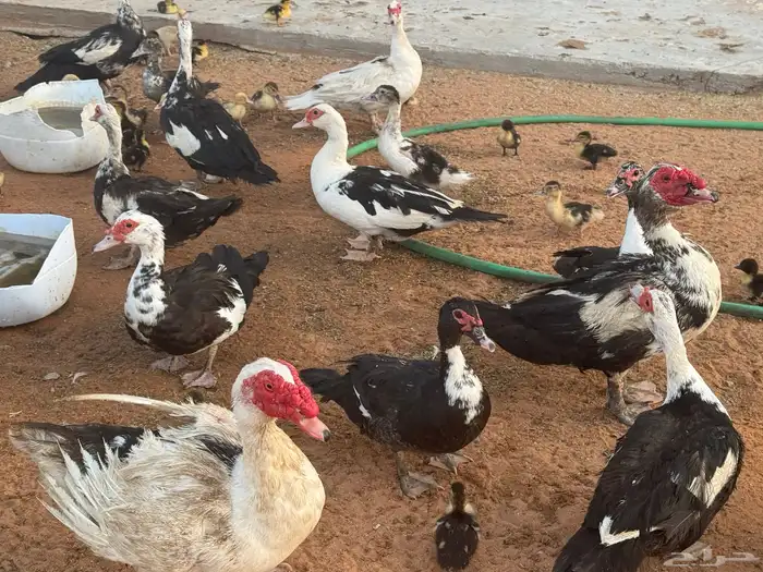 بط مسكوفي وبري وحمام للبيع بالخرج حياكم 9